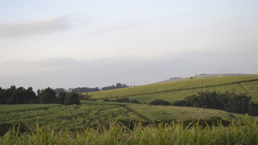 Sugarcane fields in South Africa