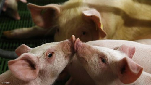  Swine flu outbreak: Gauteng, North West and Free State farms placed under quarantine 