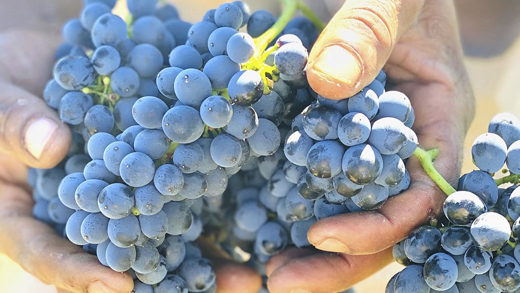 grapes in hands
