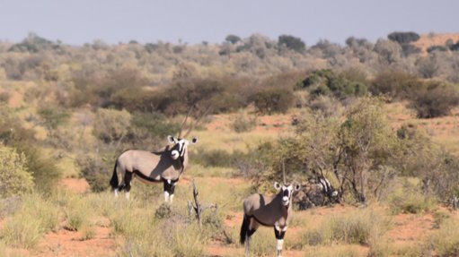 gemsbok in the kalahari
