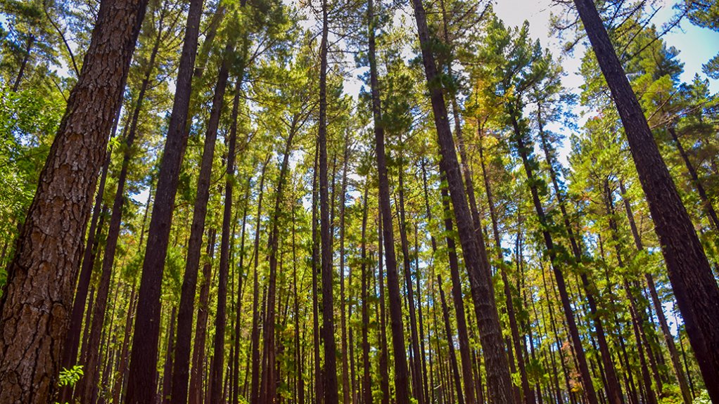 An image of a forest with big trees