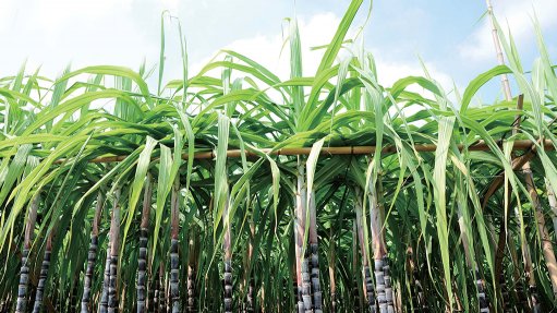 An image of sugar cane 