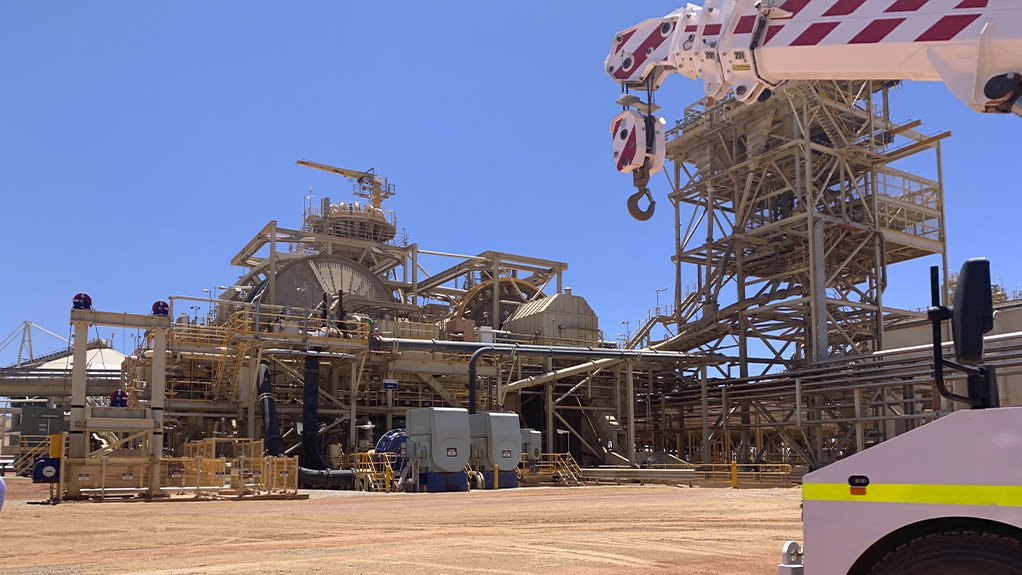 Image shows the Gruyere plant 
