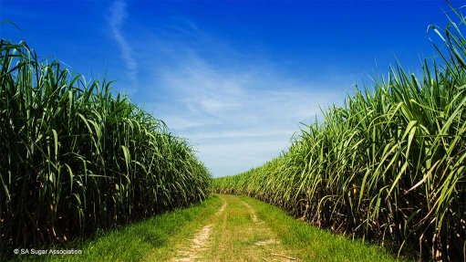South African sugar cane field