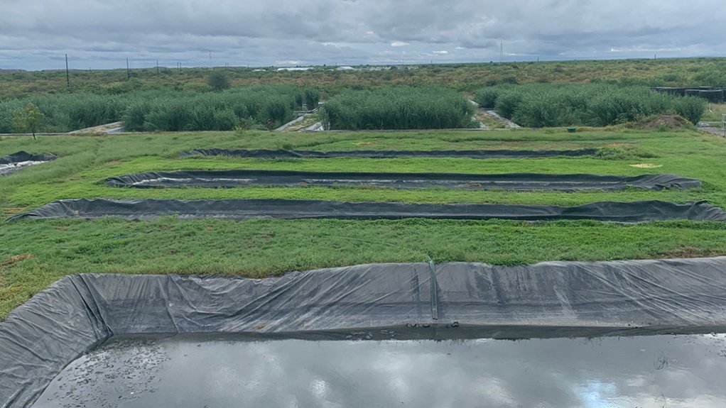 Image of artificial wetlands created by WEC Projects