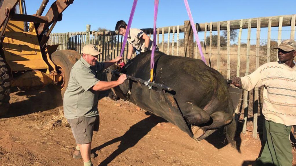 An image of a wildebeest being lifted