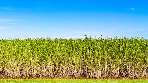 Canegrowers urge govt, industry to resume work on value chain masterplan