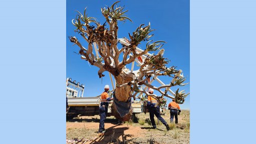 Quiver tree replanting at Scatec's Kenhardt site, in the Northern Cape