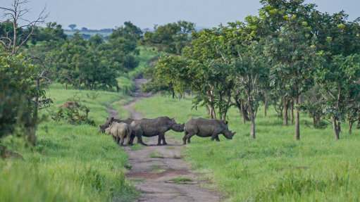 16 white rhinos have been successfully reintroduced to the Garamba National Park in the northeast of the DRC.
