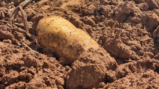 Potato in soil 