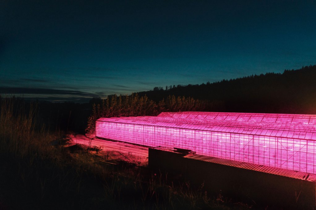 An image at night of a greenhouse growing plants that is glowing pink owing to the red LED lights inside