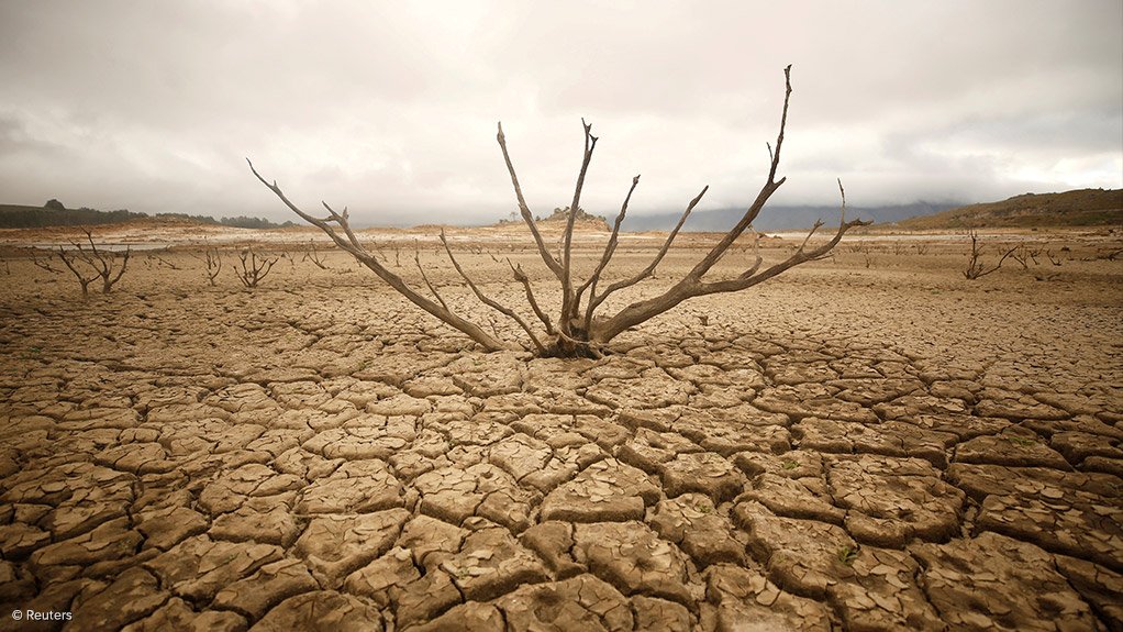 dried out tree in parched soil