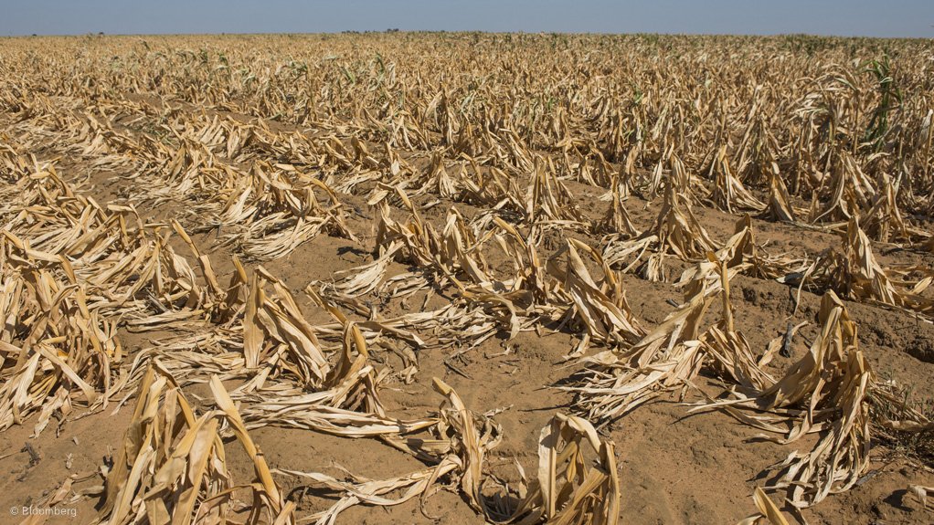 dried up crops