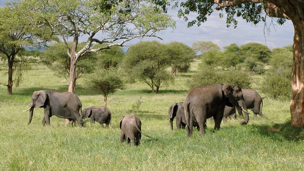 Image of elephants in the African bush