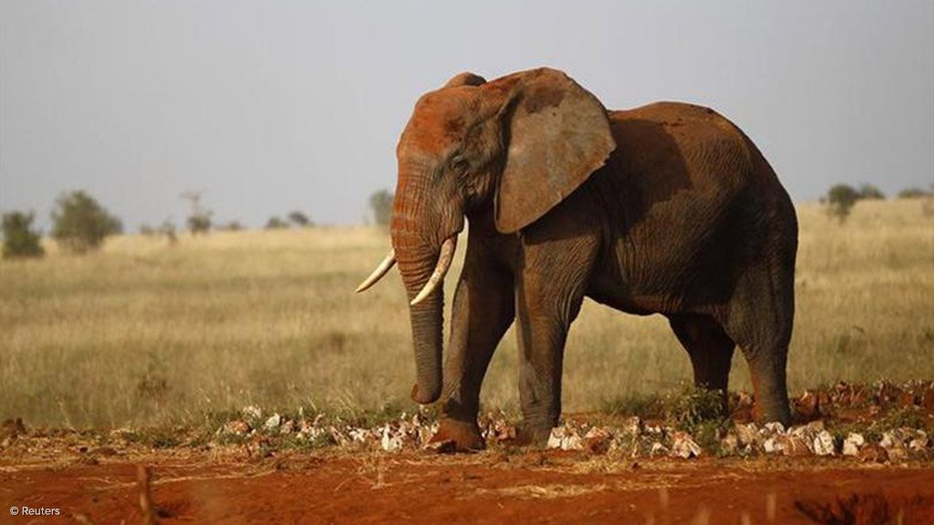 Pongolapoort elephant and tourist shooters arrested - but carnage continues