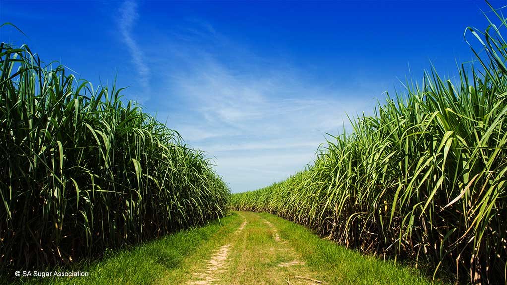 A sugarcane field in South Africa