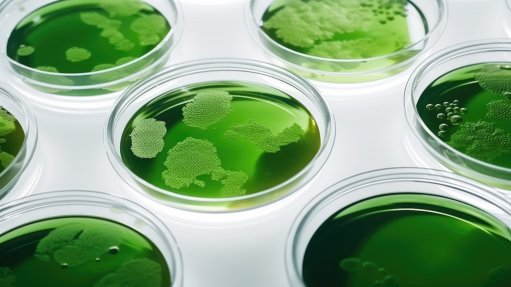Image of microalgae in petri dishes