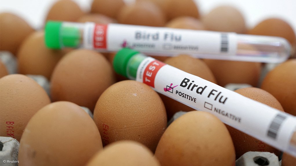 Eggs and bird flu test tubes