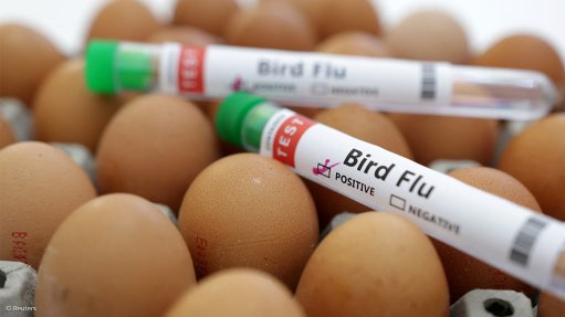 Eggs and bird flu test tubes