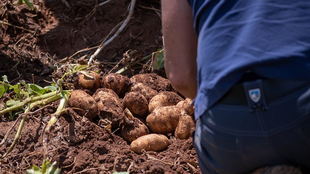 CROP CHALLENGE 
Climate extremes have adversely affected potato crops worldwide