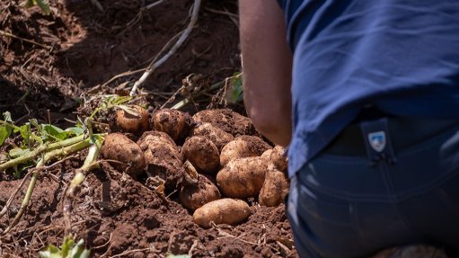 CROP CHALLENGE 
Climate extremes have adversely affected potato crops worldwide