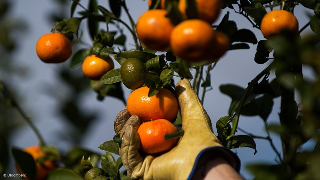 Citrus fruit being picked