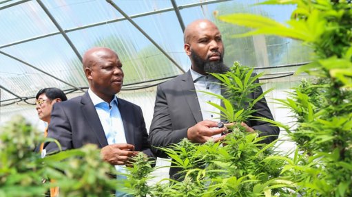 Two-day KZN Cannabis - Hemp Conference & Expo to unlock R107-billion of value to benefit rural communities 