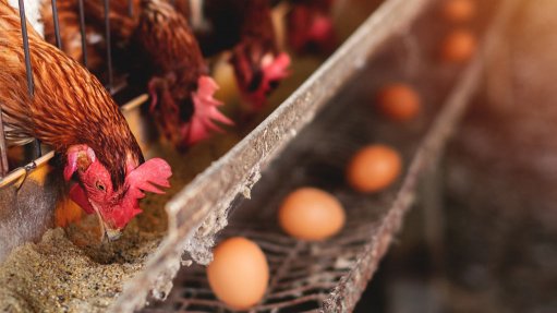 Poultry body calls for appropriate support policies to help sector recover from avian flu