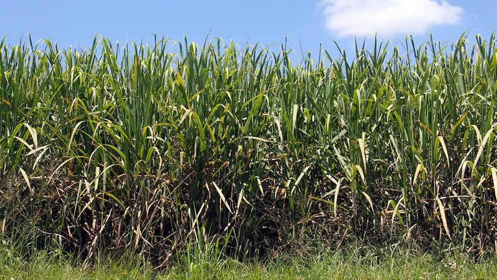 A side profile image of sugarcane growing in a field 