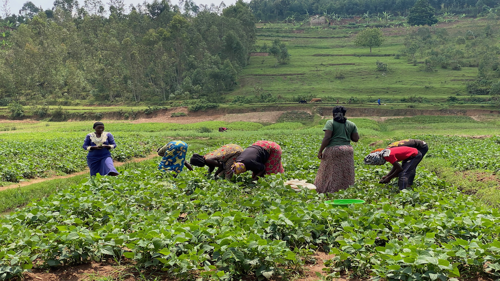 Smallholder farmers in Rwanda receiving training in their fields as part of IDH’s approach to develop horticulture value chains