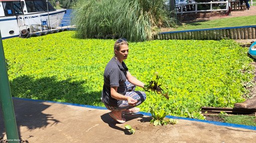 Image of Centre for Biological Control Deputy Director Dr Julie Coetzee showing the invasive water lettuce at the Vaal Barrage