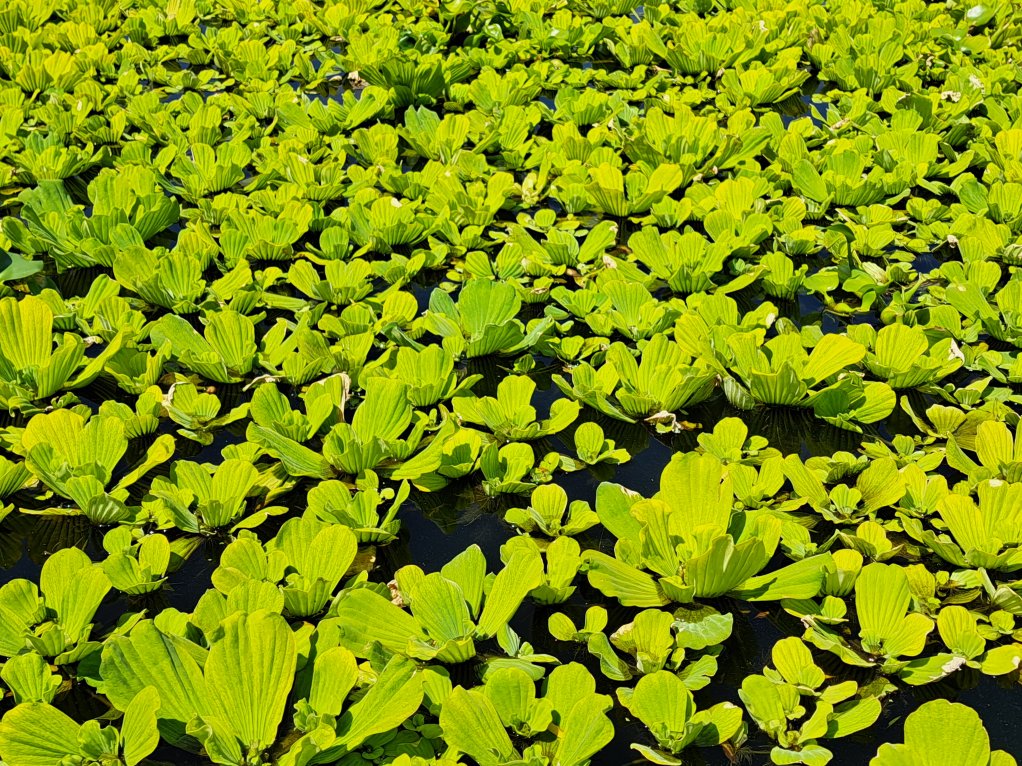 Image of a portion of the water lettuce at Stonehaven on Vaal, in Vanderbijlpark