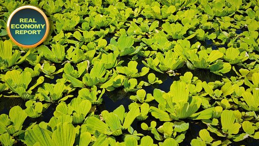 Rand Water works to rid Vaal river of invasive plants