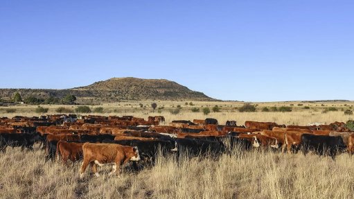 SA beef sector ready for Saudi windfall