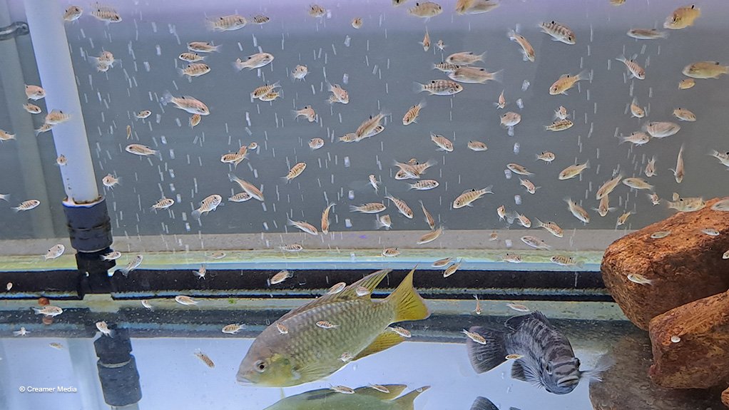 An image showing one of the glass aquariums at Thungela's fish breeding facility 