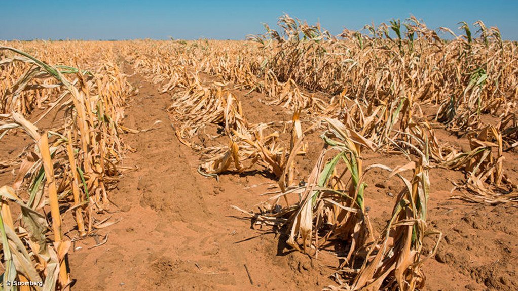 Drought-affected maize crops