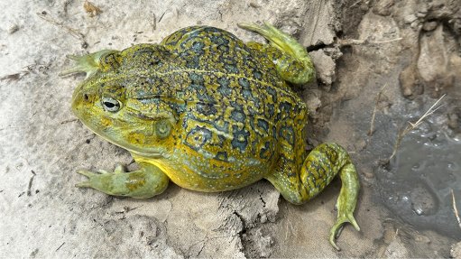 New African bullfrog species discovered – the largest discovered in 100 years