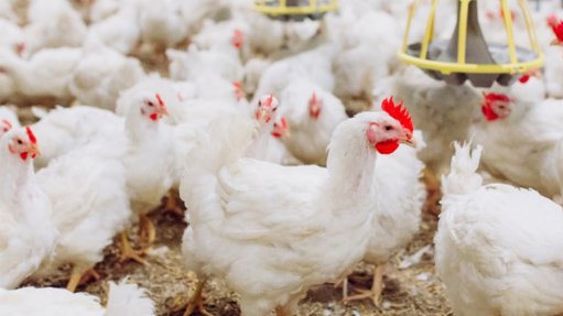 Chicken industry needs no tariff rebates because there is no shortage, Sapa stresses