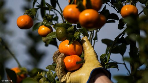 South Africa challenges EU on citrus export restrictions