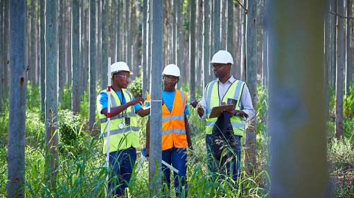 Mondi employees in Richards Bay among trees