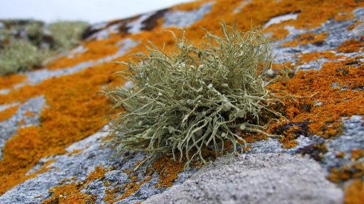 A microscope view of a lichen spore which is a complex life form comprising a symbiotic partnership of two separate organisms; a fungus and an algae