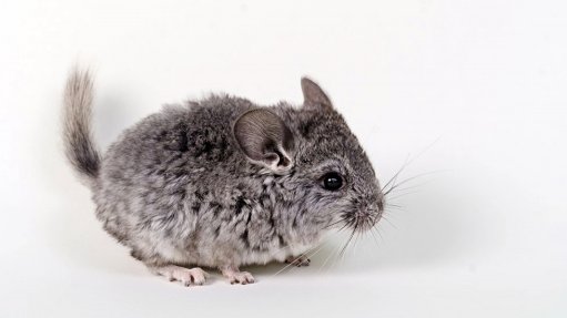 Salares Norte project section temporarily put on hold to ensure chinchilla protection