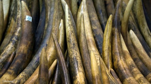 Southern African States make fresh pitch to trade $1bn ivory stockpile
