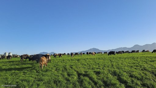 Nestlé’s South African dairy farm, factory exemplifiers of group’s sustainability goals 