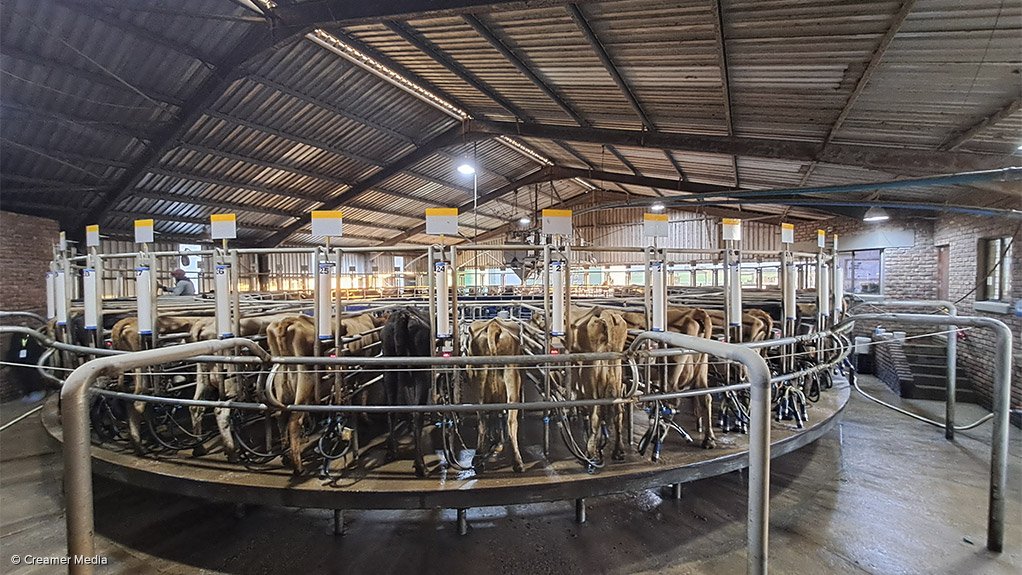 An image showing the rotating milking and feeding system at Skimmelkrans dairy farm 
