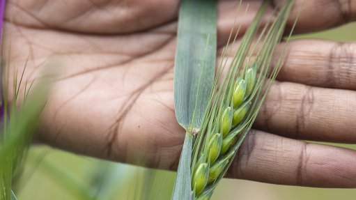 Grain SA highlights crucial points of focus for new agriculture, land reform Ministers 