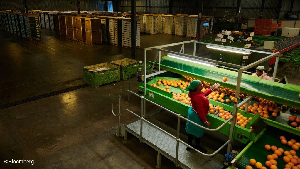 Citrus being sorted for export 