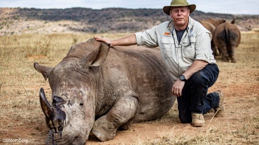 A rhino whose horns have been injected with radioactive pellets