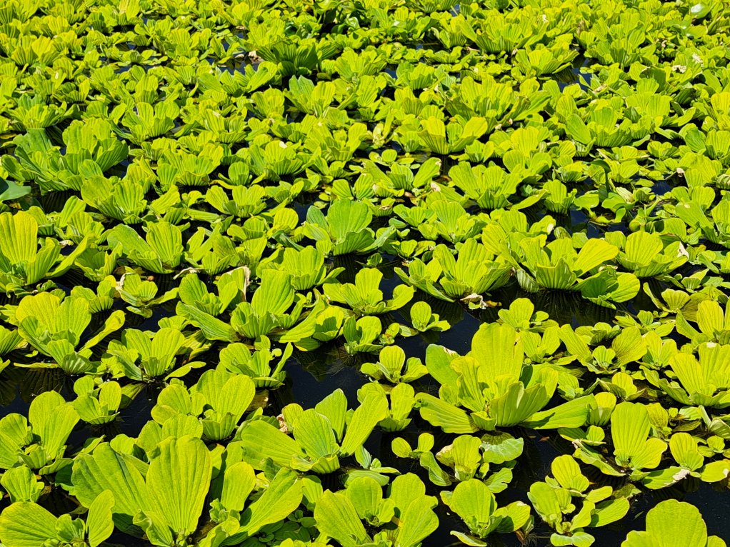 Image of water lettuce at the Vaal Barrage