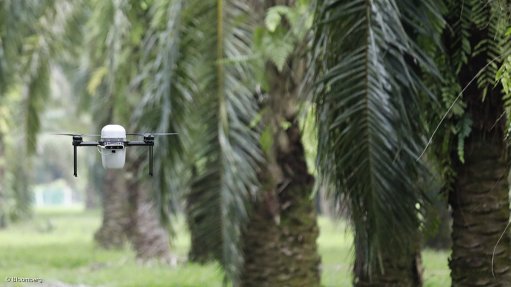PLANTATION AUTOMATION: This drone monitoring the oil palm fruits as they ripen is one of several technological solutions being deployed across Malaysian plantations that are seeking alternatives for some of the most difficult jobs, amid worker shortages and falling production. Bloomberg reports that self-driving trucks are also rumbling over the vast plantations, laying fertiliser and picking up the densely packed harvested bunches. Photograph: Bloomberg
